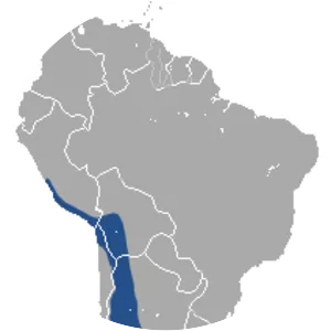 White-bellied fat-tailed mouse opossum