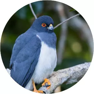 White-bellied goshawk