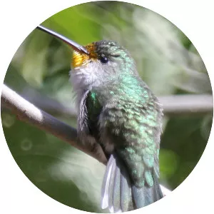White-bellied hummingbird