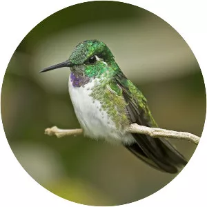 White-bellied mountaingem
