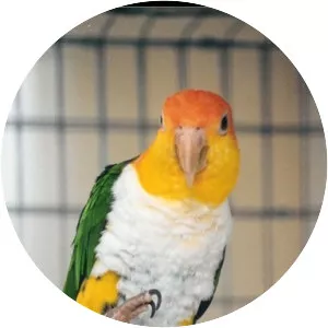 White-bellied Parrot