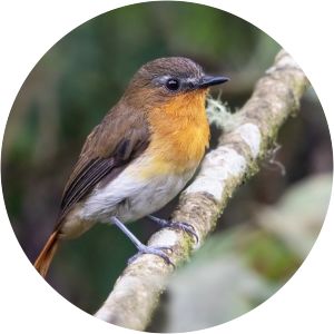 White-bellied robin-chat - 