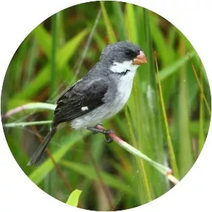 White-bellied seedeater
