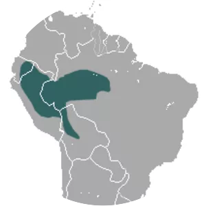 White-bellied slender opossum