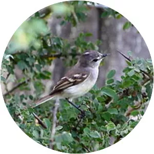 White-bellied tyrannulet