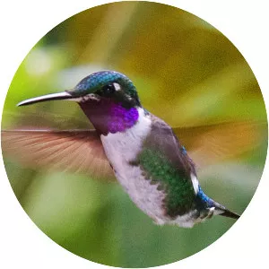 White-bellied woodstar