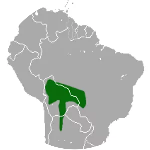 White-bellied woolly mouse opossum