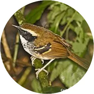 White-bibbed antbird