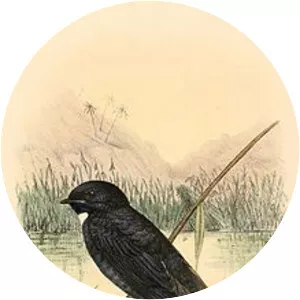 White-bibbed swallow