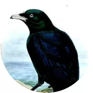 White-billed crow