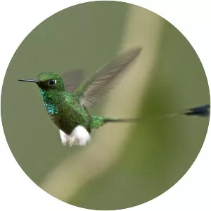 White-booted racket-tail