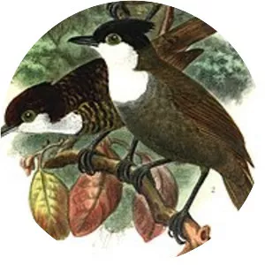 White-breasted antbird