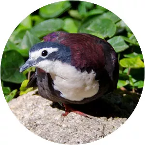 White-breasted ground dove