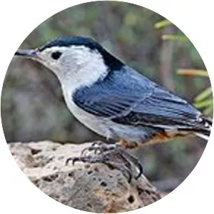 White-breasted nuthatch - Birds