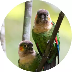 White-breasted parakeet