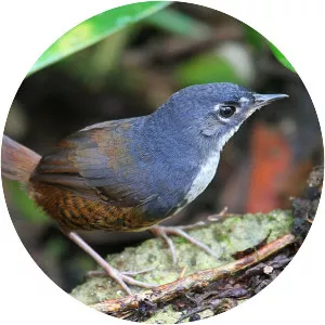 White-breasted Tapaculo - 