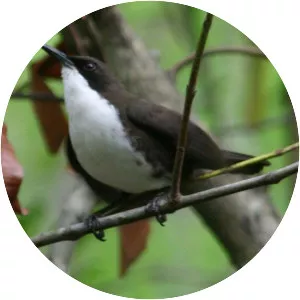 White-breasted thrasher
