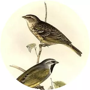 White-bridled finch