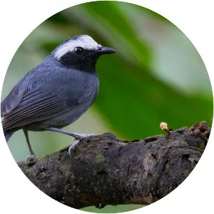 White-browed antbird