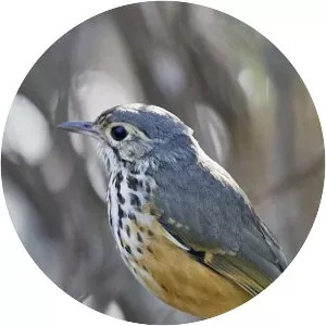 White-browed antpitta