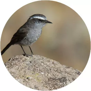White-browed chat-tyrant