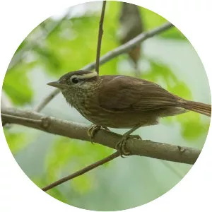 White-browed foliage-gleaner - Bird