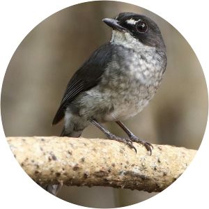 White-browed forest flycatcher - Birds