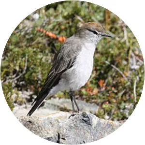 White-browed ground tyrant - Bird