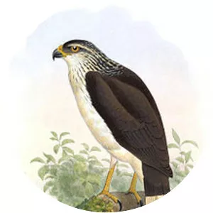 White-browed hawk