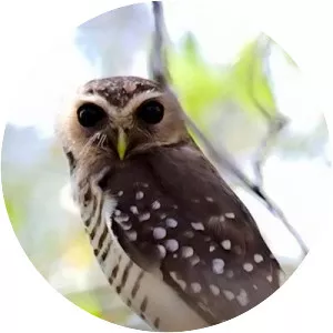 White-browed owl