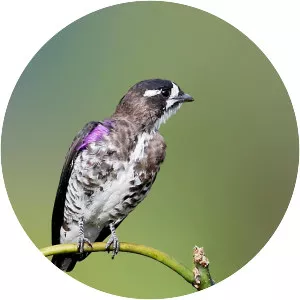 White-browed purpletuft - Bird