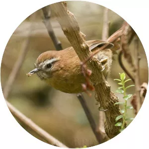 White-browed spinetail