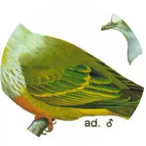 White-capped fruit dove
