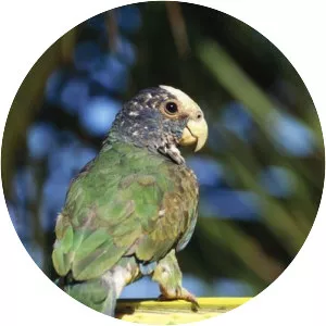 White-capped parrot