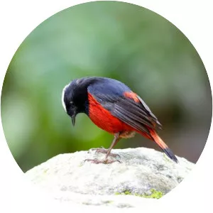 White-capped redstart - 