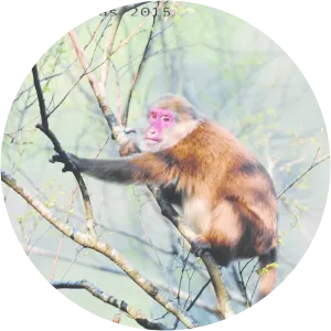 White-cheeked macaque - Primate