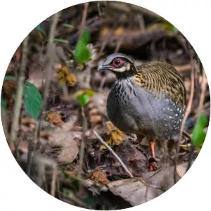 White-cheeked partridge
