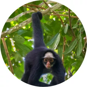 White-cheeked spider monkey