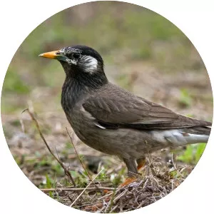 White-cheeked starling