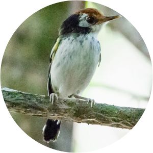 White-cheeked tody-flycatcher - Birds