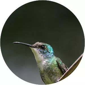 White-chested emerald