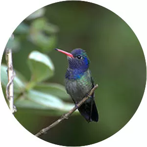 White-chinned sapphire