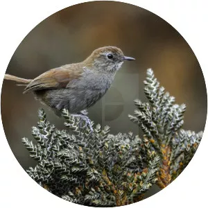 White-chinned thistletail