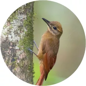 White-chinned woodcreeper