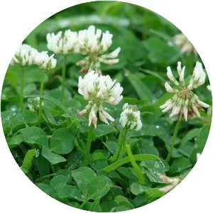 White Clover