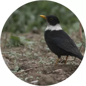 White-collared blackbird - Birds