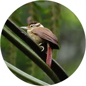 White-collared foliage-gleaner - Bird