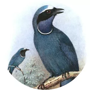 White-collared jay - Bird