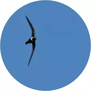 White-collared swift - Bird