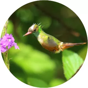 White-crested coquette